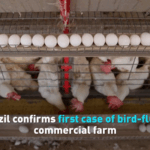 Brazil_s_Poultry_Industry_Hit_by_First_Bird_Flu_Outbreak_on_Commercial_Farm video poster