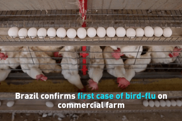 Brazil’s Poultry Industry Hit by First Bird Flu Outbreak on Commercial Farm Brazil_s_Poultry_Industry_Hit_by_First_Bird_Flu_Outbreak_on_Commercial_Farm video poster