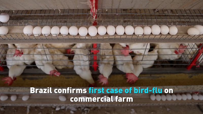 Brazil_s_Poultry_Industry_Hit_by_First_Bird_Flu_Outbreak_on_Commercial_Farm_poster - Khabar Asia Brazil_s_Poultry_Industry_Hit_by_First_Bird_Flu_Outbreak_on_Commercial_Farm video poster