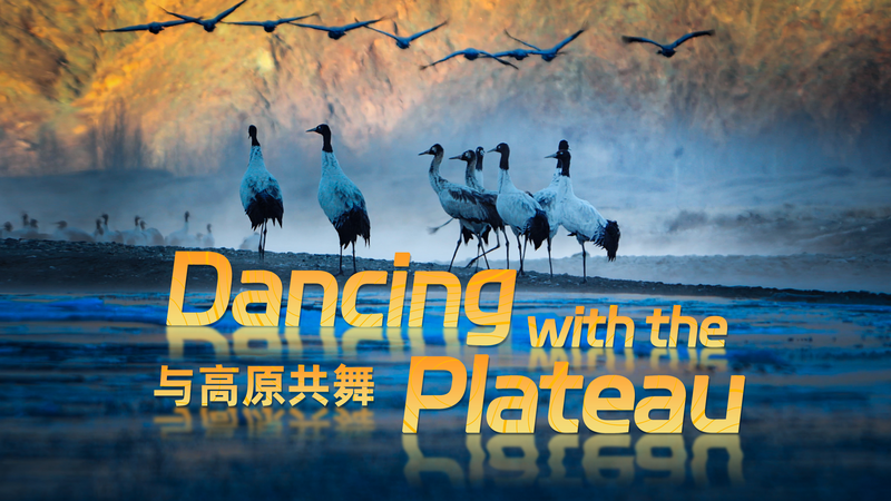 Celebrity Cranes Defy Odds to Welcome Chicks in Xizang Plateau Celebrity_Cranes_Defy_Odds_to_Welcome_Chicks_in_Xizang_Plateau video poster
