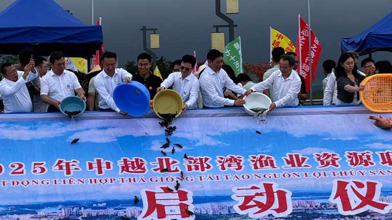 China-Vietnam Joint Effort Revives Marine Life in Beibu Gulf China_Vietnam_Joint_Effort_Revives_Marine_Life_in_Beibu_Gulf video poster