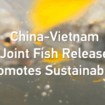 China_Vietnam_Joint_Fish_Release_Boosts_Gulf_Sustainability_poster - Khabar Asia China_Vietnam_Joint_Fish_Release_Boosts_Gulf_Sustainability video poster