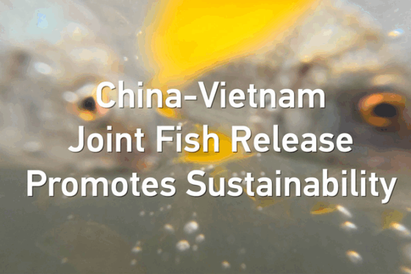 China-Vietnam Joint Fish Release Boosts Gulf Sustainability China_Vietnam_Joint_Fish_Release_Boosts_Gulf_Sustainability video poster