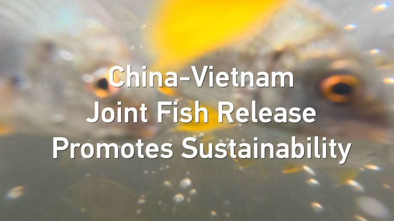 China_Vietnam_Joint_Fish_Release_Boosts_Gulf_Sustainability_poster - Khabar Asia China_Vietnam_Joint_Fish_Release_Boosts_Gulf_Sustainability video poster