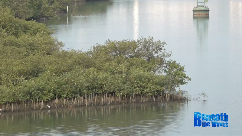 China and Indonesia Unite to Revive Java’s Mangrove Ecosystems China_and_Indonesia_Unite_to_Revive_Java_s_Mangrove_Ecosystems video poster