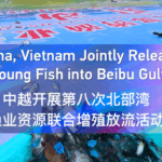 China_and_Vietnam_Boost_Marine_Life_in_Beibu_Gulf_with_Joint_Fish_Release_poster - Khabar Asia China_and_Vietnam_Boost_Marine_Life_in_Beibu_Gulf_with_Joint_Fish_Release video poster