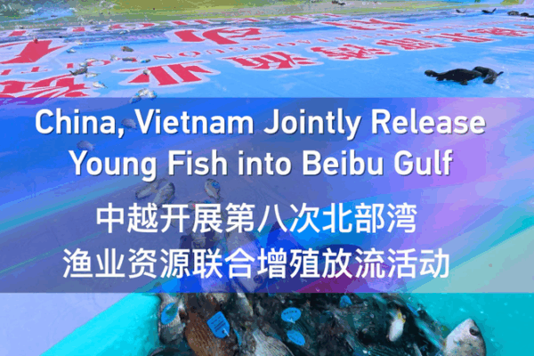 China and Vietnam Boost Marine Life in Beibu Gulf with Joint Fish Release China_and_Vietnam_Boost_Marine_Life_in_Beibu_Gulf_with_Joint_Fish_Release video poster