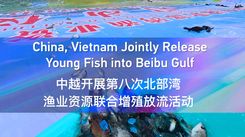 China_and_Vietnam_Boost_Marine_Life_in_Beibu_Gulf_with_Joint_Fish_Release_poster - Khabar Asia China_and_Vietnam_Boost_Marine_Life_in_Beibu_Gulf_with_Joint_Fish_Release video poster