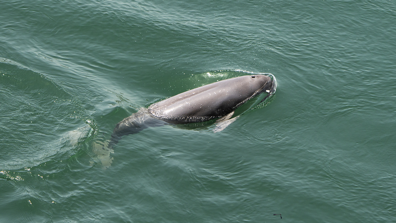 China’s Underwater Tech Protects Endangered Yangtze Porpoises China_s_Underwater_Tech_Protects_Endangered_Yangtze_Porpoises