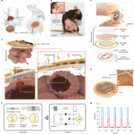 Chinese_Innovators_Revolutionize_Drug_Delivery_with_Organ__Band_Aid_ - Khabar Asia Chinese_Innovators_Revolutionize_Drug_Delivery_with_Organ__Band_Aid_