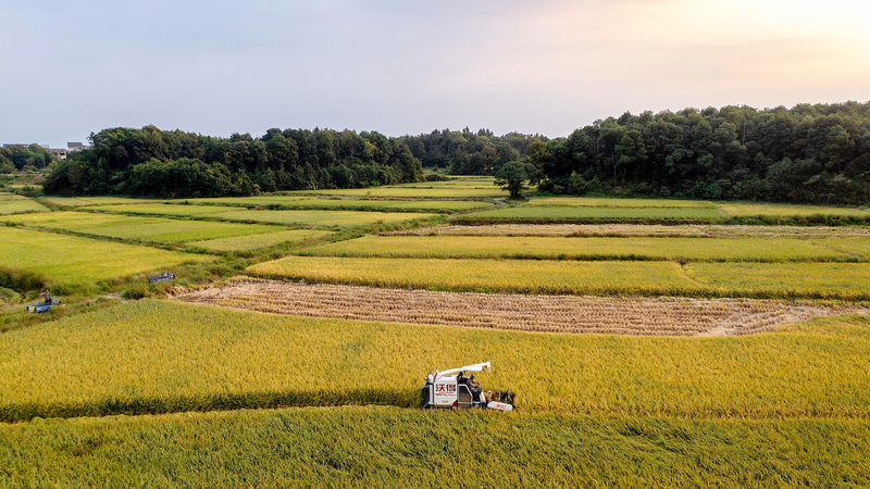 Chinese Scientists Discover Heat-Resistant Rice Gene Chinese_Scientists_Discover_Heat_Resistant_Rice_Gene