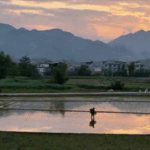 Chongqing_Farmers_Paint_Dusk_Rice_Fields_in_Serene_Tradition_poster - Khabar Asia Chongqing_Farmers_Paint_Dusk_Rice_Fields_in_Serene_Tradition video poster