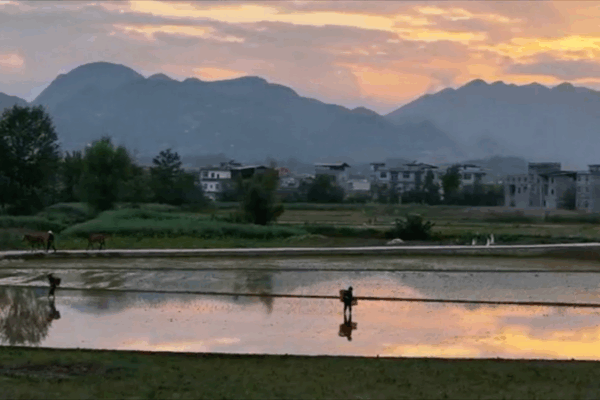 Chongqing Farmers Paint Dusk Rice Fields in Serene Tradition Chongqing_Farmers_Paint_Dusk_Rice_Fields_in_Serene_Tradition video poster