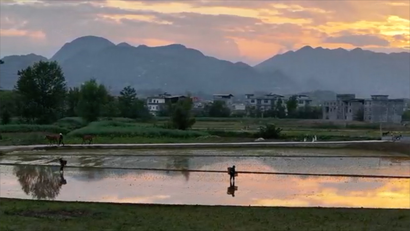 Chongqing_Farmers_Paint_Dusk_Rice_Fields_in_Serene_Tradition_poster - Khabar Asia Chongqing_Farmers_Paint_Dusk_Rice_Fields_in_Serene_Tradition video poster