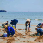 Clam_Digging_Craze_Sweeps_Coastal_Rizhao__Boosting_Tourism_and_Culture - Khabar Asia Clam_Digging_Craze_Sweeps_Coastal_Rizhao__Boosting_Tourism_and_Culture