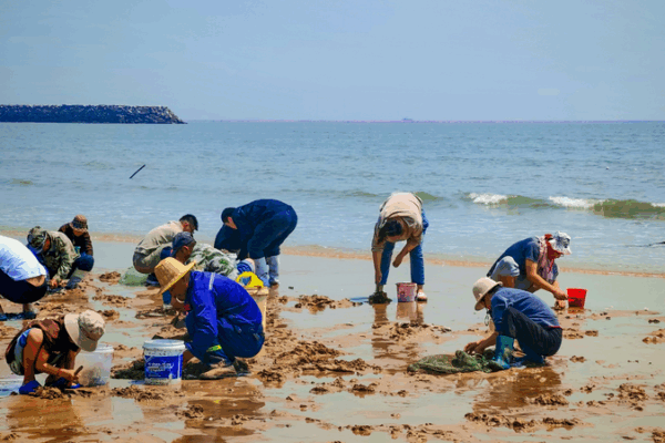 Clam-Digging Craze Sweeps Coastal Rizhao, Boosting Tourism and Culture Clam_Digging_Craze_Sweeps_Coastal_Rizhao__Boosting_Tourism_and_Culture