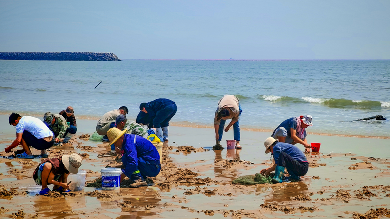 Clam_Digging_Craze_Sweeps_Coastal_Rizhao__Boosting_Tourism_and_Culture