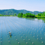 Deqing_s_Pearl_Aquaculture_Wins_Global_Heritage_Status - Khabar Asia Deqing_s_Pearl_Aquaculture_Wins_Global_Heritage_Status