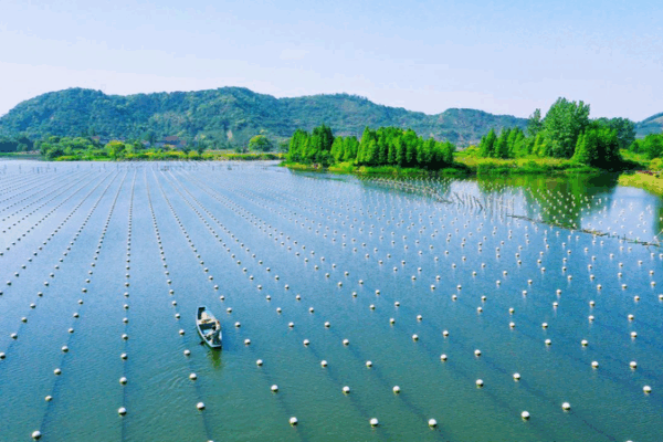Deqing’s Pearl Aquaculture Wins Global Heritage Status Deqing_s_Pearl_Aquaculture_Wins_Global_Heritage_Status