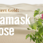 Desert_Gold__The_Resilient_Damask_Rose_Blooms_in_Arid_Lands video poster