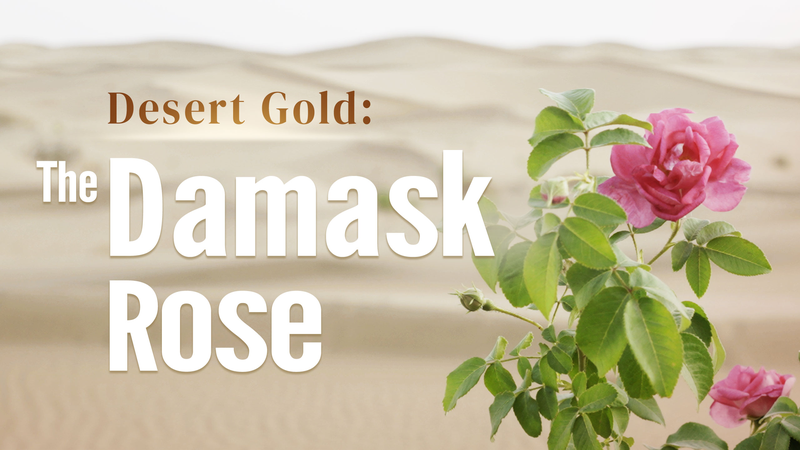 Desert_Gold__The_Resilient_Damask_Rose_Blooms_in_Arid_Lands_poster - Khabar Asia Desert_Gold__The_Resilient_Damask_Rose_Blooms_in_Arid_Lands video poster