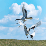 Elegant_Crane_Dances_Captivate_Visitors_in_Qiqihar_Nature_Reserve - Khabar Asia Elegant_Crane_Dances_Captivate_Visitors_in_Qiqihar_Nature_Reserve
