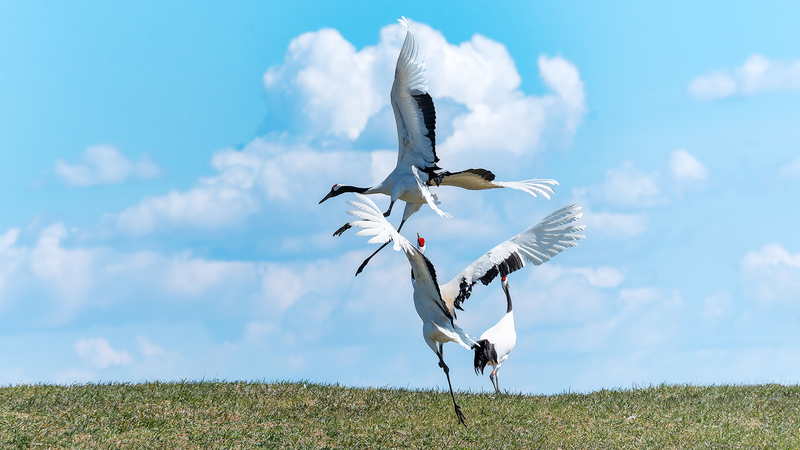 Elegant_Crane_Dances_Captivate_Visitors_in_Qiqihar_Nature_Reserve - Khabar Asia Elegant_Crane_Dances_Captivate_Visitors_in_Qiqihar_Nature_Reserve