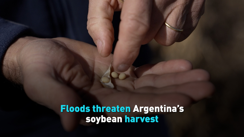 Floods Threaten Argentina’s Soybean Harvest Amid Heavy Rains Floods_Threaten_Argentina_s_Soybean_Harvest_Amid_Heavy_Rains video poster