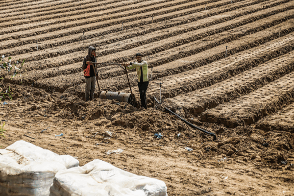 Gaza’s Farmland Devastation: UN Warns of Famine Risks Gaza_s_Farmland_Devastation__UN_Warns_of_Famine_Risks
