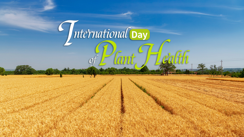 Global_Crop_Losses_Highlight_Urgency_on_International_Day_of_Plant_Health