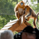 Golden_Snub_Nosed_Monkeys_Debut_in_Europe_as_China_France_Conservation_Effort - Khabar Asia Golden_Snub_Nosed_Monkeys_Debut_in_Europe_as_China_France_Conservation_Effort
