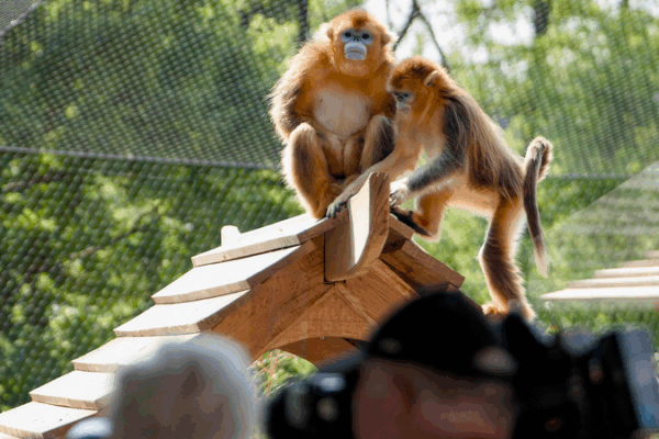Golden Snub-Nosed Monkeys Debut in Europe as China-France Conservation Effort Golden_Snub_Nosed_Monkeys_Debut_in_Europe_as_China_France_Conservation_Effort