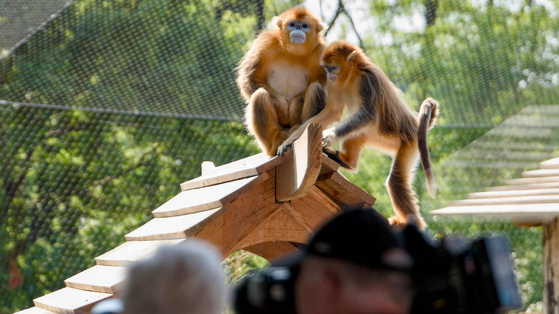 Golden_Snub_Nosed_Monkeys_Debut_in_Europe_as_China_France_Conservation_Effort - Khabar Asia Golden_Snub_Nosed_Monkeys_Debut_in_Europe_as_China_France_Conservation_Effort