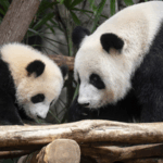 Hong_Kong_Welcomes_First_Giant_Panda_Cubs_Jia_Jia_and_De_De - Khabar Asia Hong_Kong_Welcomes_First_Giant_Panda_Cubs_Jia_Jia_and_De_De
