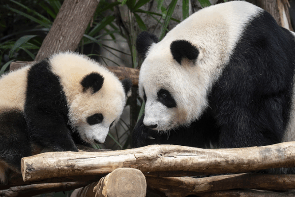 Hong Kong Welcomes First Giant Panda Cubs Jia Jia and De De Hong_Kong_Welcomes_First_Giant_Panda_Cubs_Jia_Jia_and_De_De