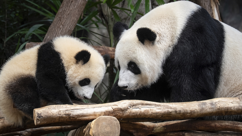 Hong_Kong_Welcomes_First_Giant_Panda_Cubs_Jia_Jia_and_De_De - Khabar Asia Hong_Kong_Welcomes_First_Giant_Panda_Cubs_Jia_Jia_and_De_De