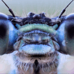 Insect_Inspired_AI_Vision_System_Unveiled_in_Breakthrough_Study