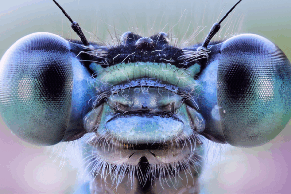 Insect_Inspired_AI_Vision_System_Unveiled_in_Breakthrough_Study - Khabar Asia Insect_Inspired_AI_Vision_System_Unveiled_in_Breakthrough_Study