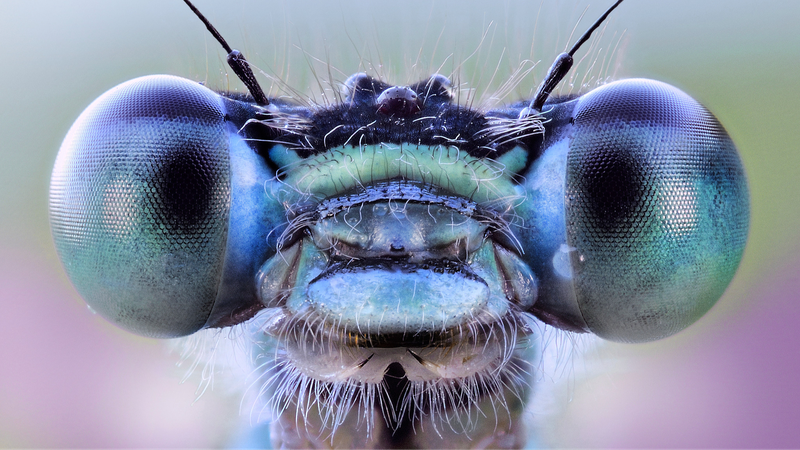 Insect_Inspired_AI_Vision_System_Unveiled_in_Breakthrough_Study