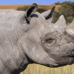 Kenya_Launches_Black_Rhino_Translocation_to_Boost_Conservation - Khabar Asia Kenya_Launches_Black_Rhino_Translocation_to_Boost_Conservation