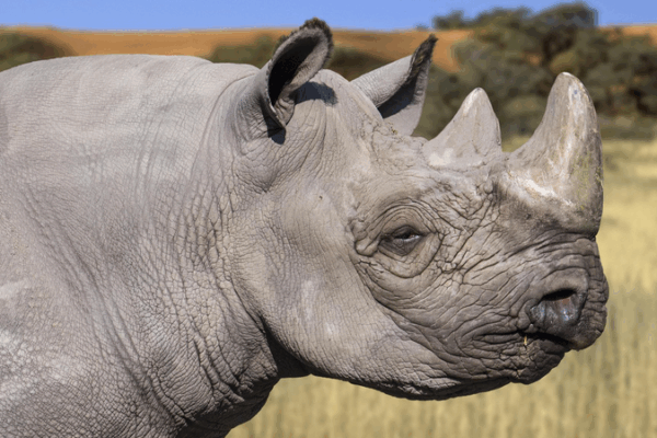 Kenya Launches Black Rhino Translocation to Boost Conservation Kenya_Launches_Black_Rhino_Translocation_to_Boost_Conservation
