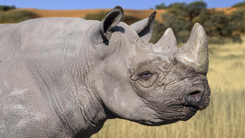 Kenya_Launches_Black_Rhino_Translocation_to_Boost_Conservation