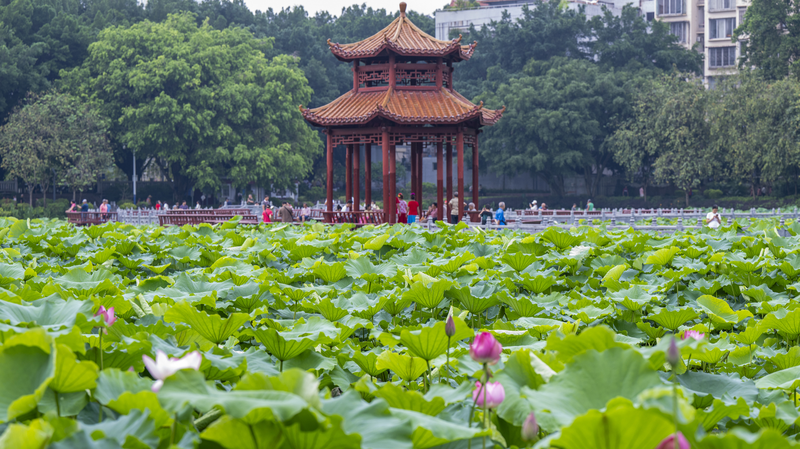 Lotus Blooms Transform Wuzhou’s Pantang Park into Summer Oasis Lotus_Blooms_Transform_Wuzhou_s_Pantang_Park_into_Summer_Oasis