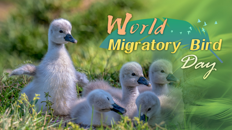 Migratory Birds Take Flight Over Asian Cities: Conservation Efforts Soar Migratory_Birds_Take_Flight_Over_Asian_Cities__Conservation_Efforts_Soar