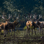 Milu_Deer_Mating_Rivalry_Highlights_China_s_Conservation_Success video poster