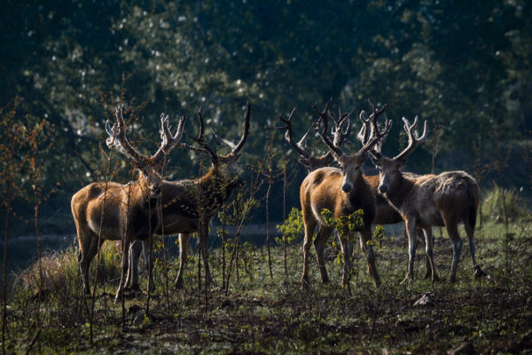 Milu Deer Mating Rivalry Highlights China’s Conservation Success Milu_Deer_Mating_Rivalry_Highlights_China_s_Conservation_Success video poster