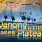 New_Documentary_Spotlights_Qinghai_Tibet_Plateau_s_Wildlife_Harmony_poster - Khabar Asia New_Documentary_Spotlights_Qinghai_Tibet_Plateau_s_Wildlife_Harmony video poster