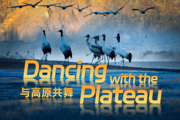 New Documentary Spotlights Qinghai-Tibet Plateau’s Wildlife Harmony New_Documentary_Spotlights_Qinghai_Tibet_Plateau_s_Wildlife_Harmony video poster