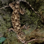 New_Rainforest_Gecko_Discovery_Underscores_Hainan_s_Biodiversity - Khabar Asia New_Rainforest_Gecko_Discovery_Underscores_Hainan_s_Biodiversity