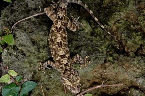 New Rainforest Gecko Discovery Underscores Hainan’s Biodiversity New_Rainforest_Gecko_Discovery_Underscores_Hainan_s_Biodiversity